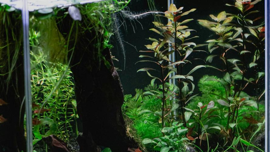 Kategoriebild der Kategorie “Die drei Säulen für gesunde Aquarienpflanzen”