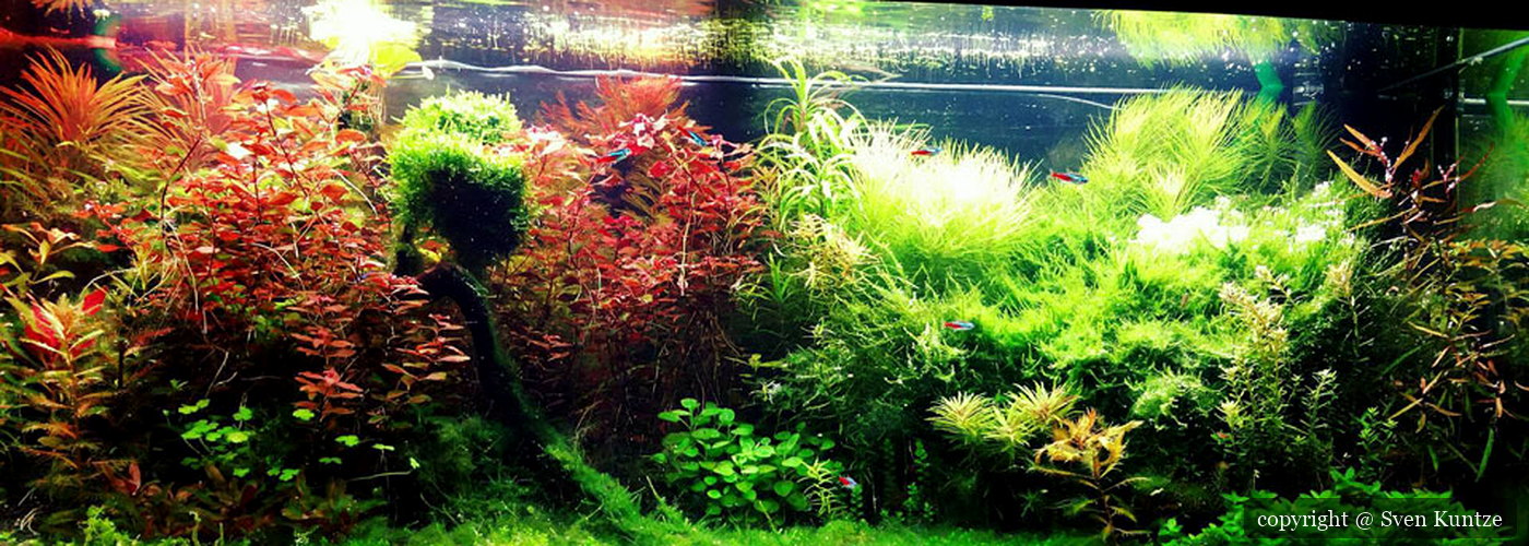 Kategoriebild der Kategorie “Aquaristik-Wissen”