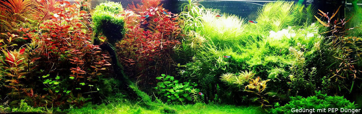 Kunden-Aquarium 2