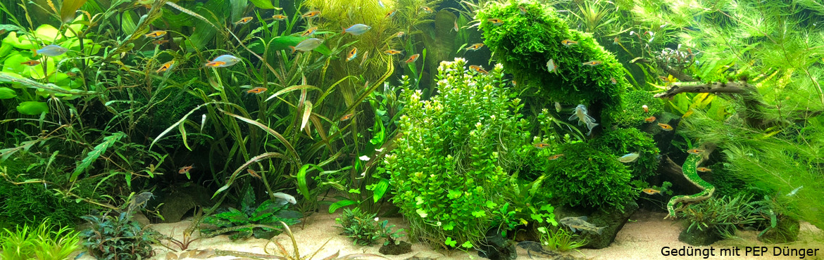Kunden-Aquarium 3